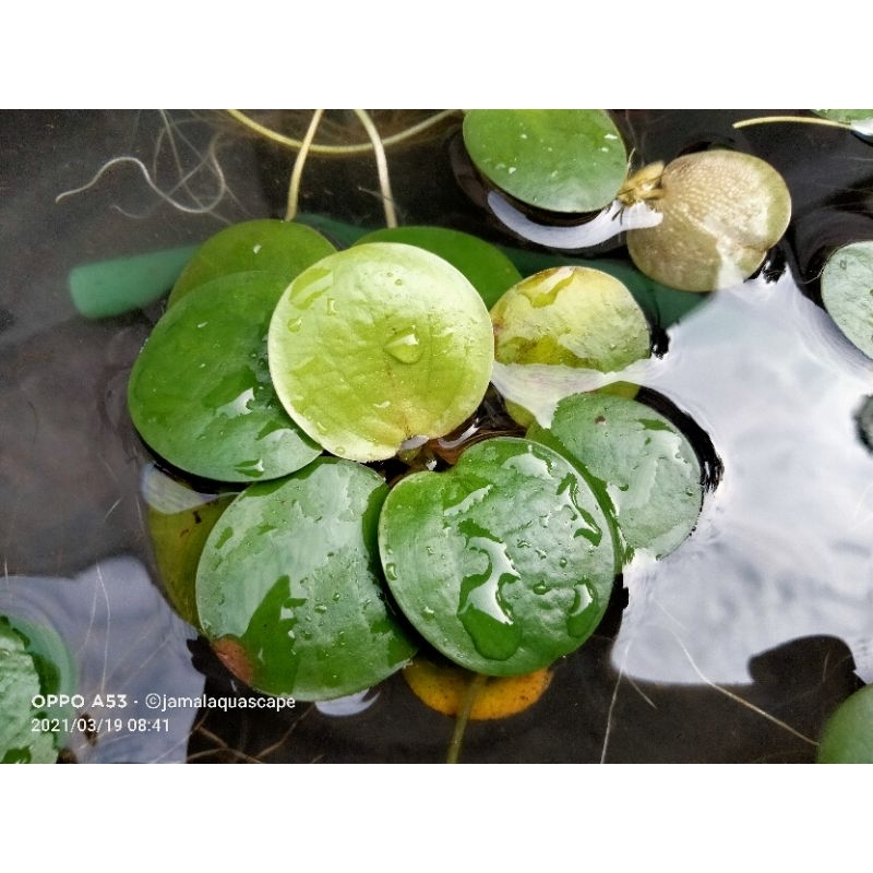 Amazon Progbit Tanaman Apung Aquarium