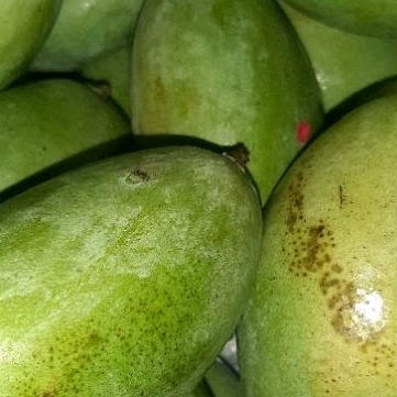 

Mangga Muda Fresh garing murah 1 kilo