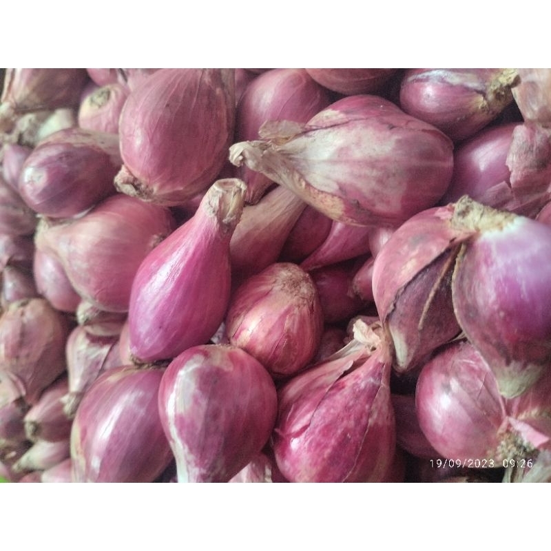 

Bawang Merah pilihan besar-besar