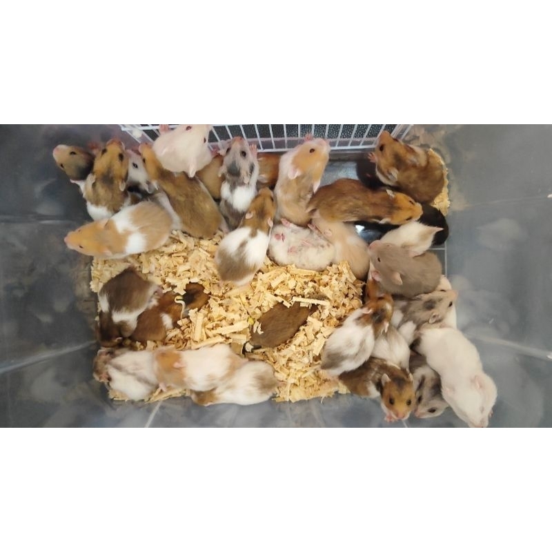 Hamster Syrian Short Hair (KHUSUS AREA SEMARANG GRAB EXPRESS/INSTANT)