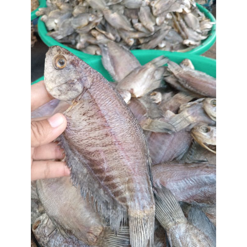 

Sapat siam kering 250gr