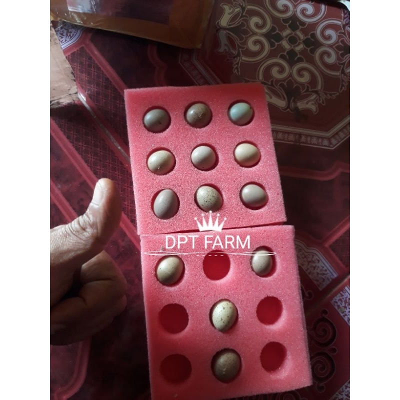 FGFG56846 Telur Tetas Puyuh Hias Puyuh batu 564568