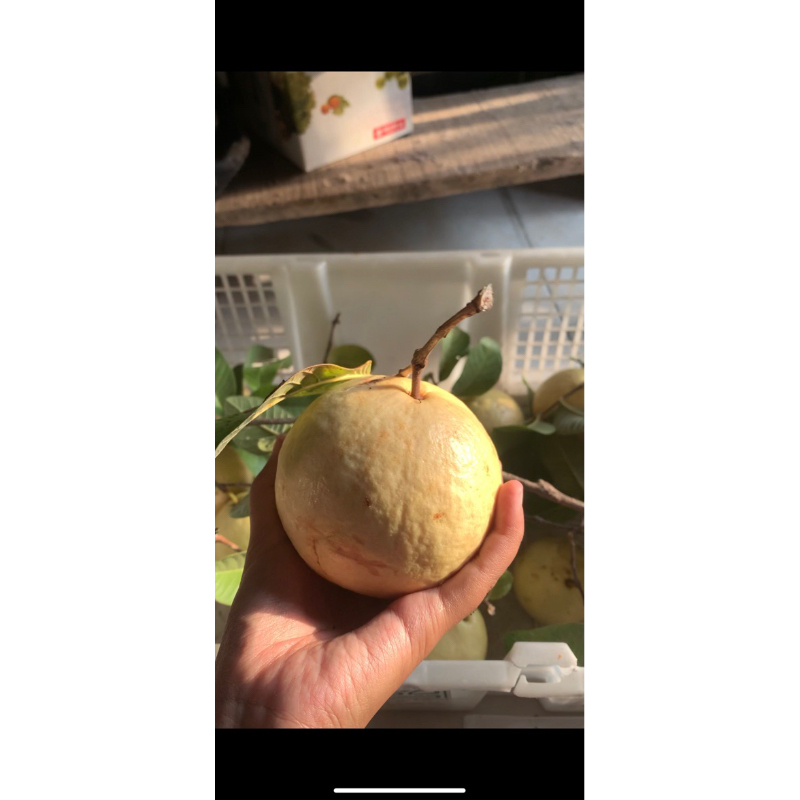 

jambu merah (premium)