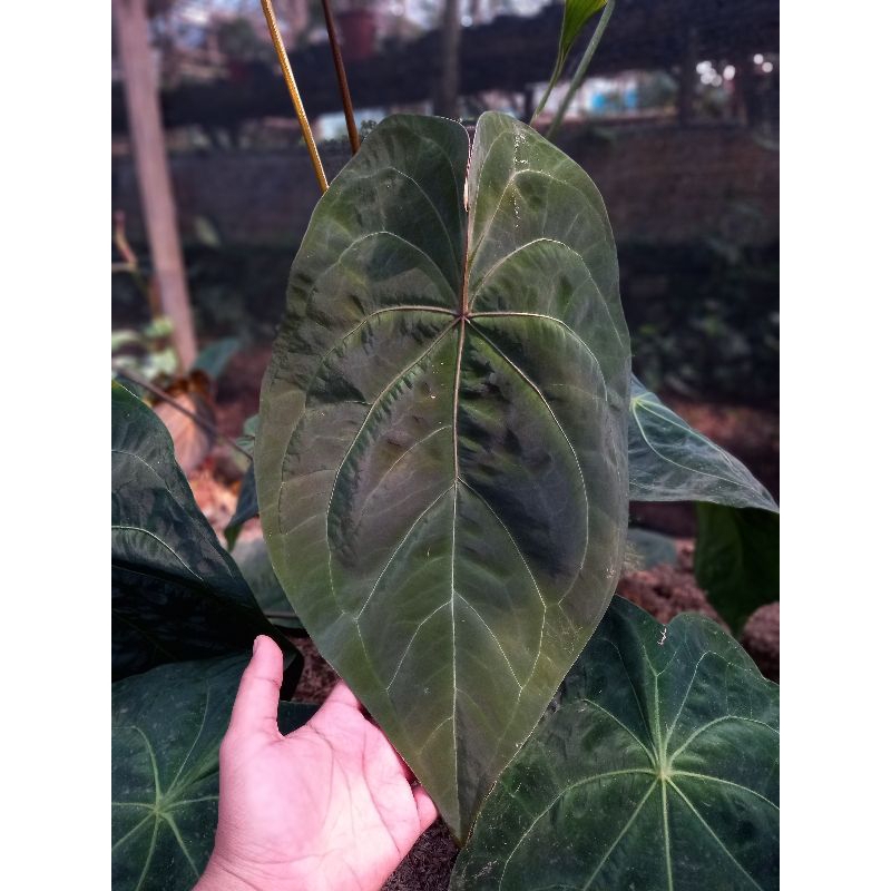 Anthurium Aos X Forgetii