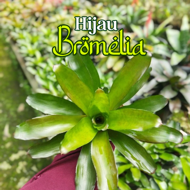 Bromelia Hijau
