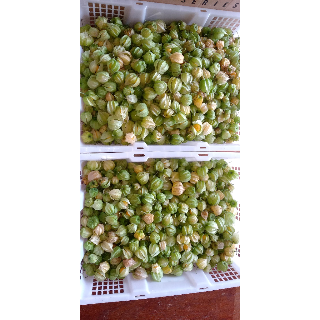 

buah ciplukan 500gram fresh jumbo