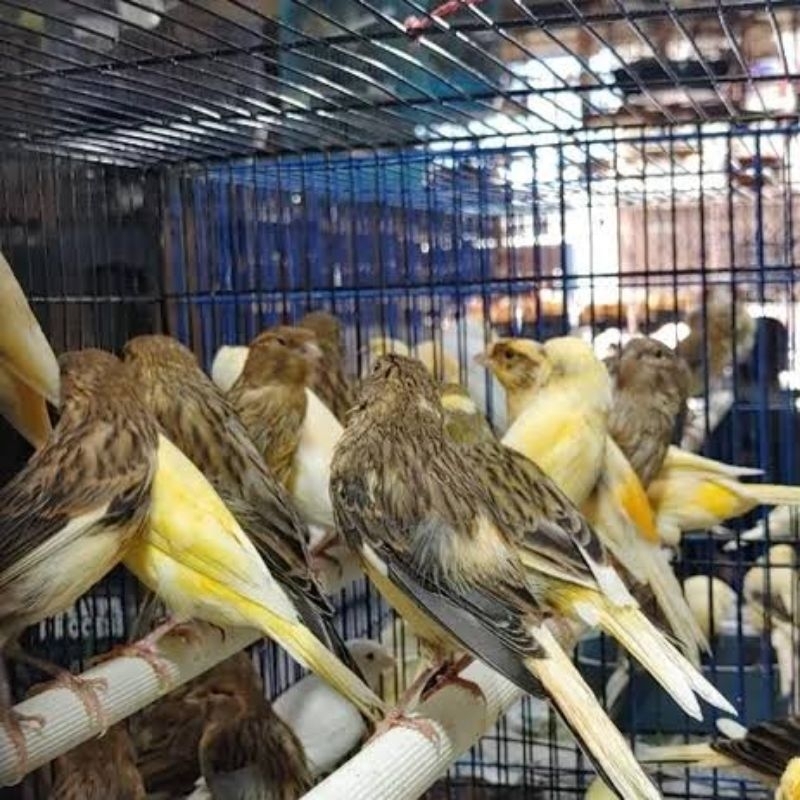 KENARI BAHAN JANTAN LOPER MALANG