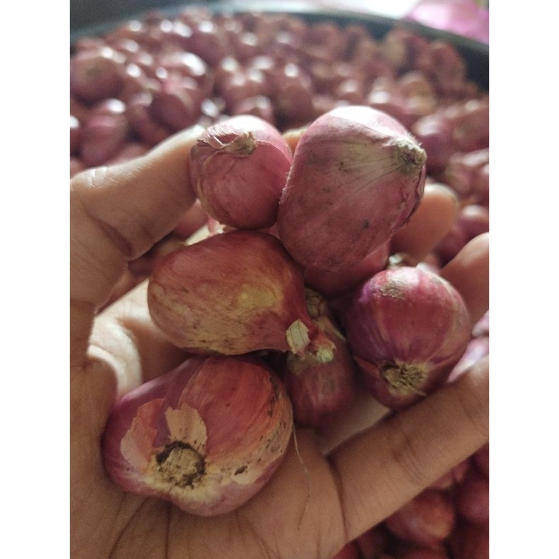 

Bawang Merah bawang putih super, besar dan kering