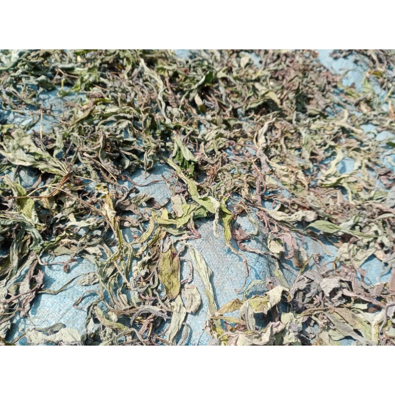 

Daun Tempuyung /Camawak Kering 100 gram