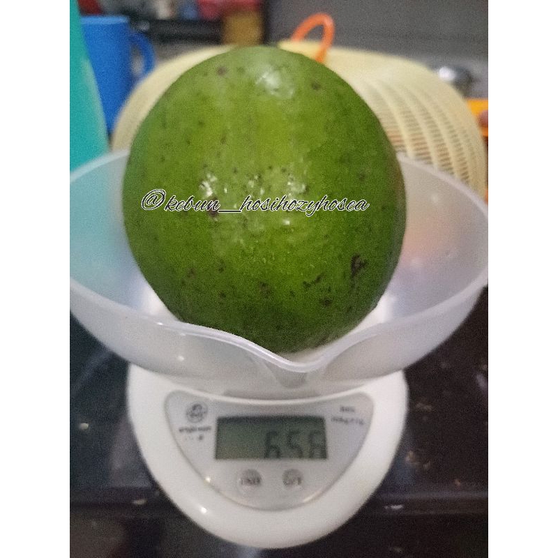 

Alpukat Mentega Organik (Jumbo)