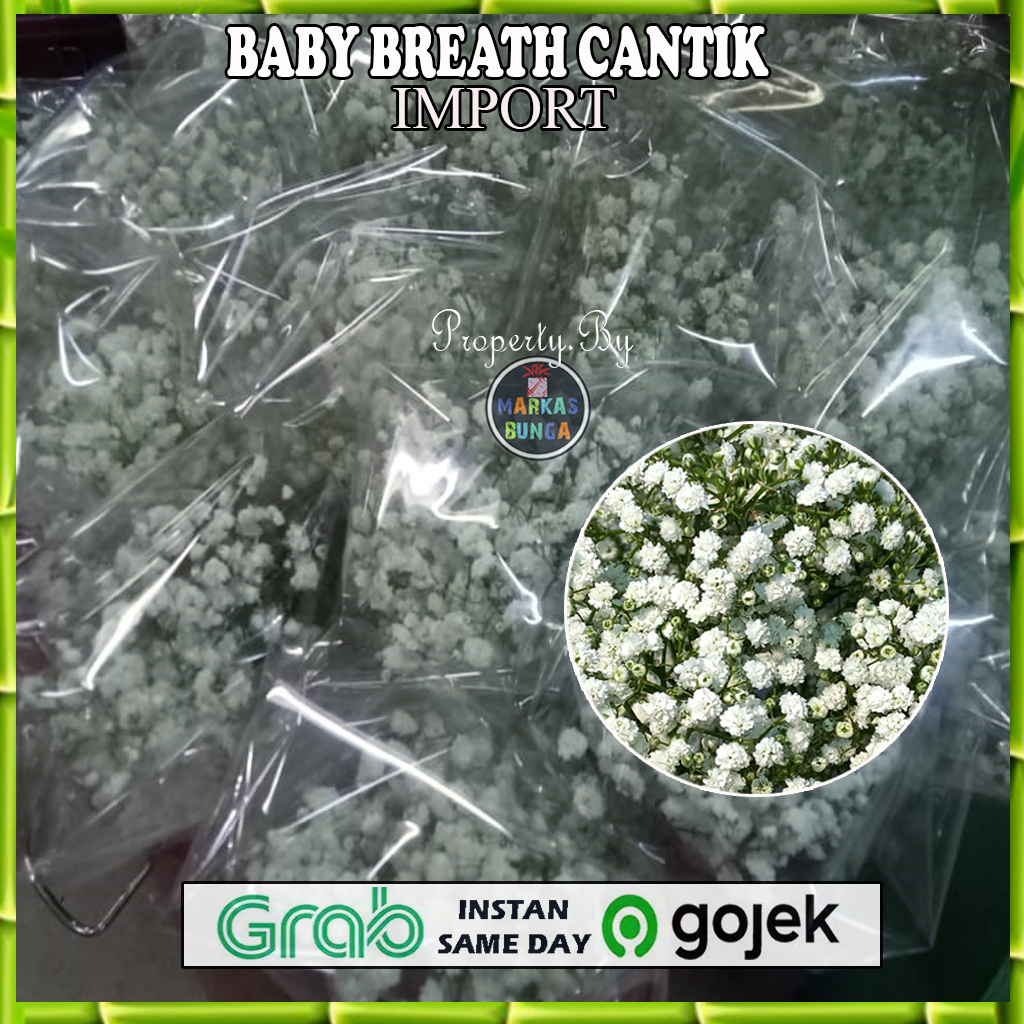 baby breath / Bunga Baby Breath Asli Fresh