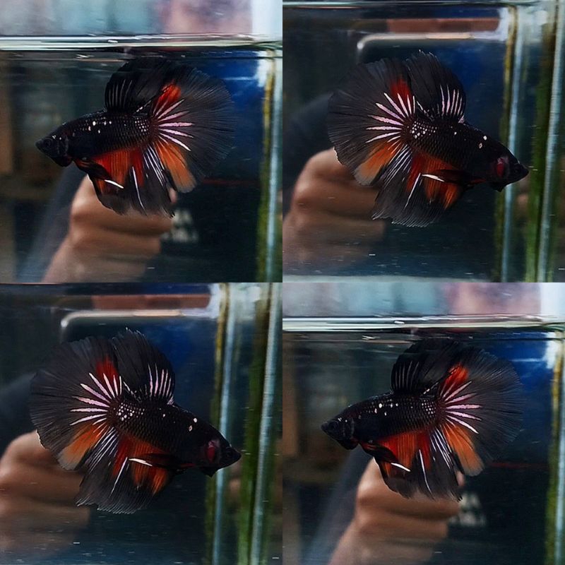 Hm avatar cooper nemo ( M )