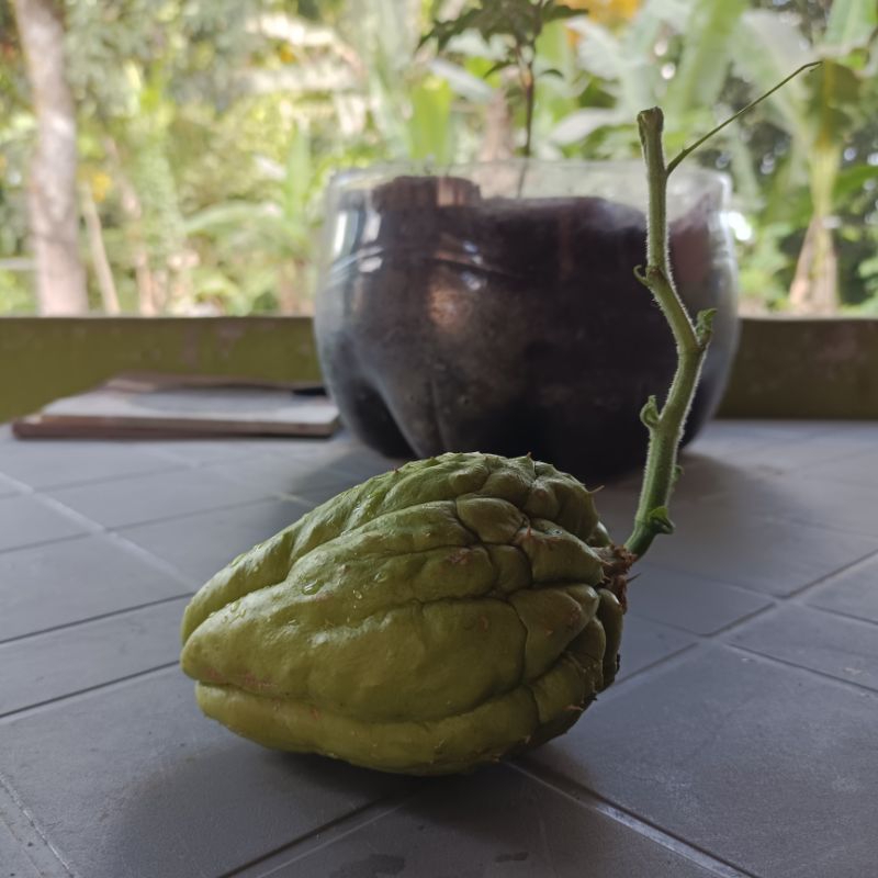 Bibit jipang, bibit labu siam super siap tanam