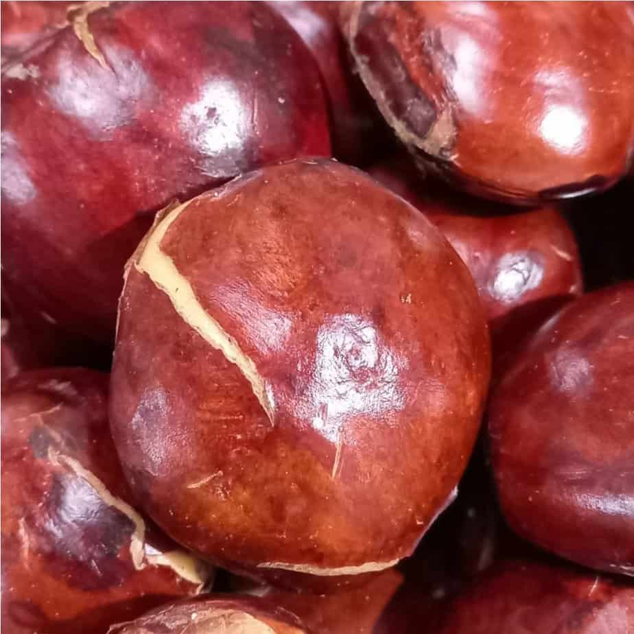 

Jengkol tua fresh
