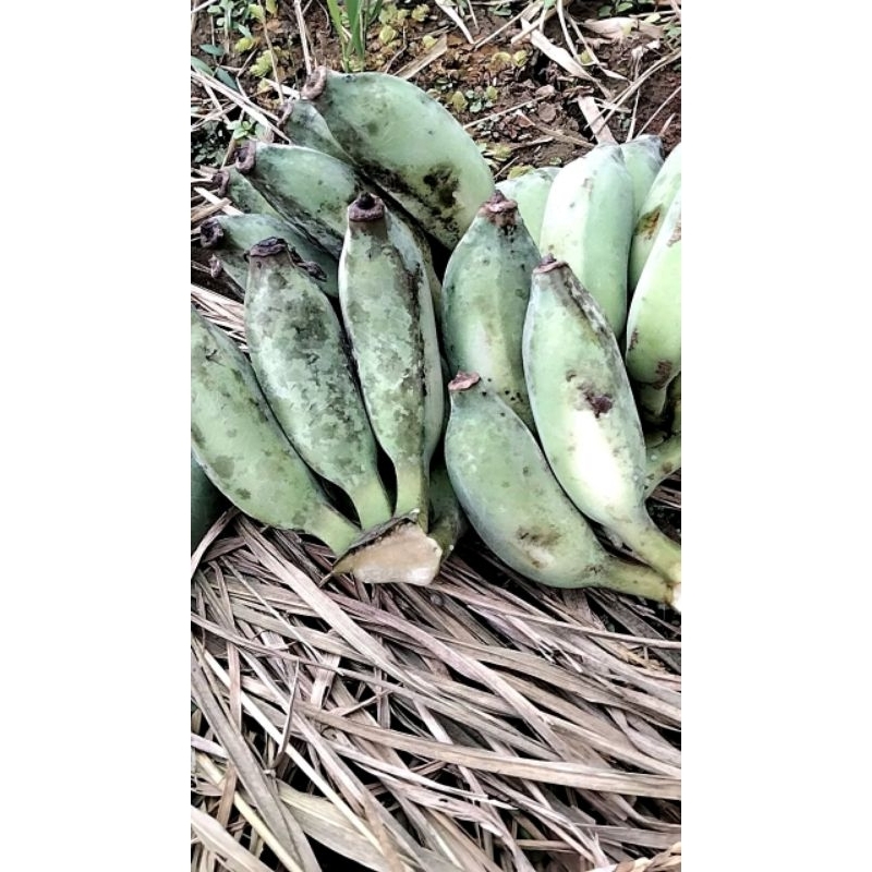 

PISANG GEBROT.PISANG KEPOK LOKAL SETENGAH MATANG