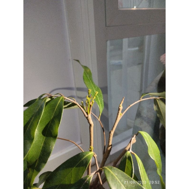 Bibit LECI MERAH BERBUNGA Limited Edition