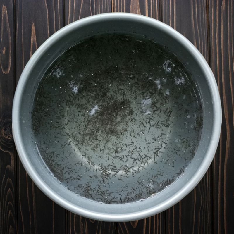 encu jentik nyamuk pakan ikan