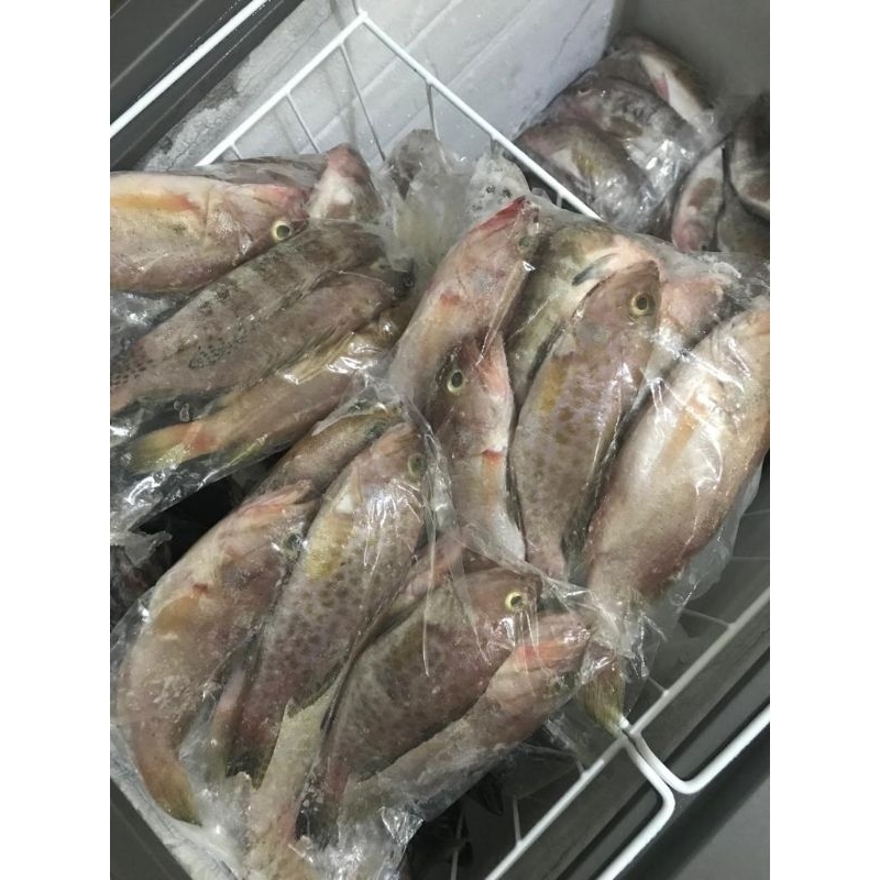 

IKAN KERAPU KECIL 1KG FRESH FROZEN