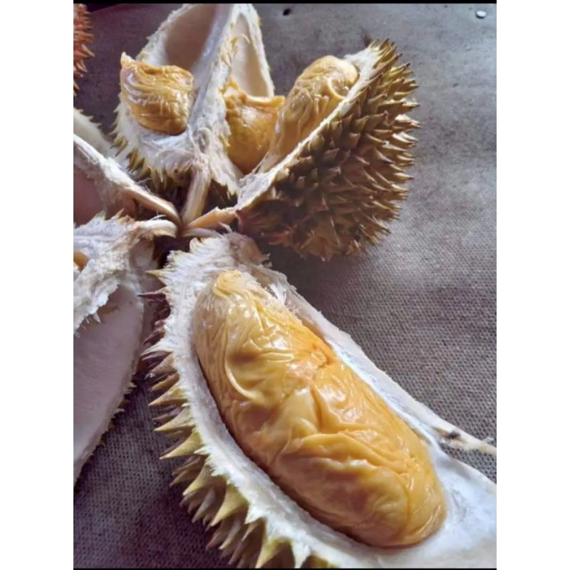 

Durian 3kg 4kg-durian lokal