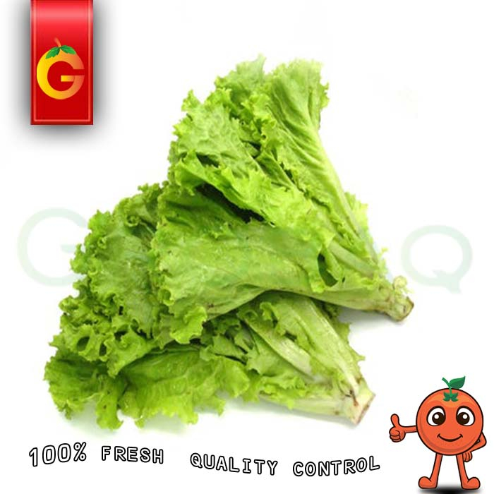 

SAYUR SELADA KERITING FRESH 250 GRAM