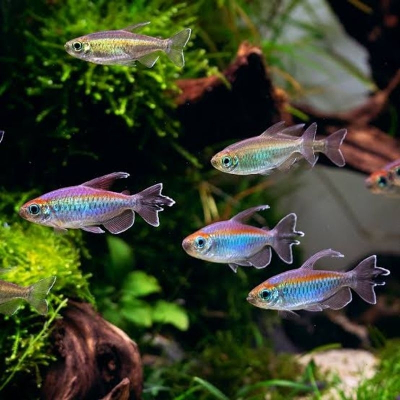 congo tetra 6-8km