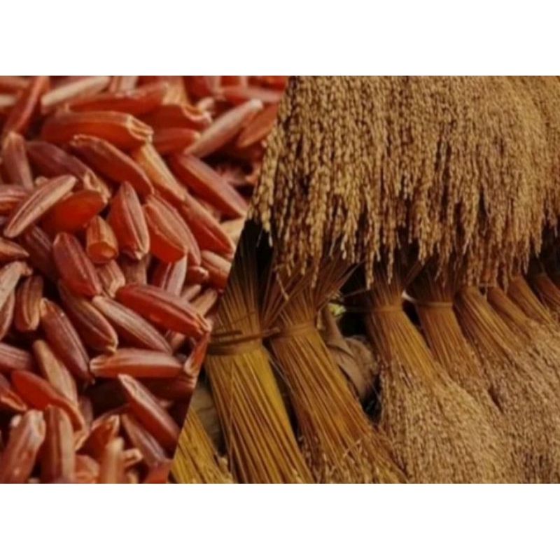 Benih padi huma bibit beras merah 1kg