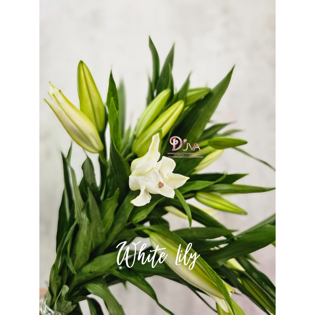 Bunga Potong Lily Fresh Flower Bunga Segar Dekorasi Bunga Hias