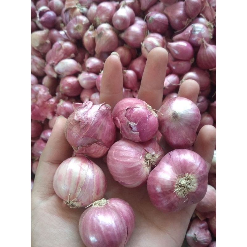 

BAWANG MERAH SUPER A, ASLI BREBES KERING DAN BESAR2, BAWANG MERAH PEDAS