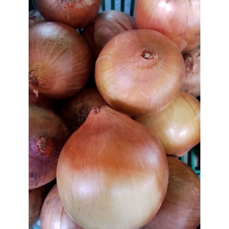 

bawang bombay 500gram