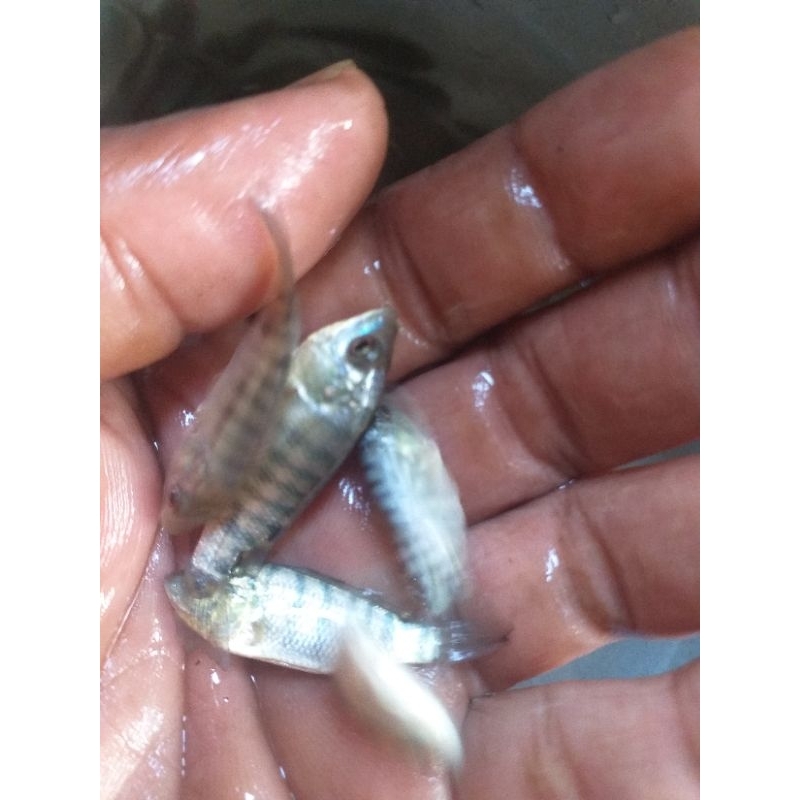 Nila kekar paker 50ekor