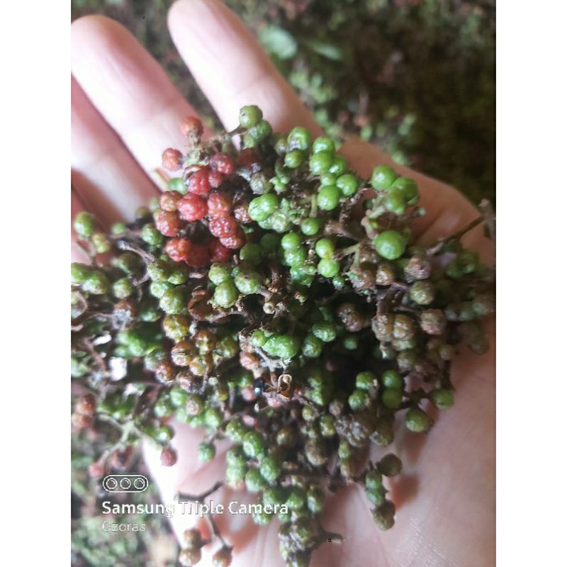 

andaliman toba 1000 gram /1 kg