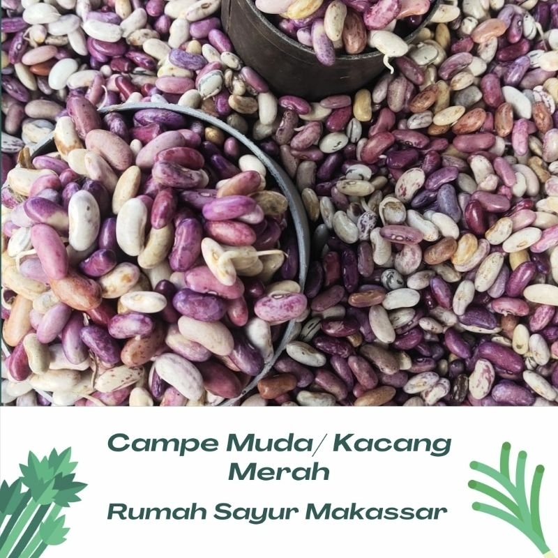 

campe muda / kacang merah