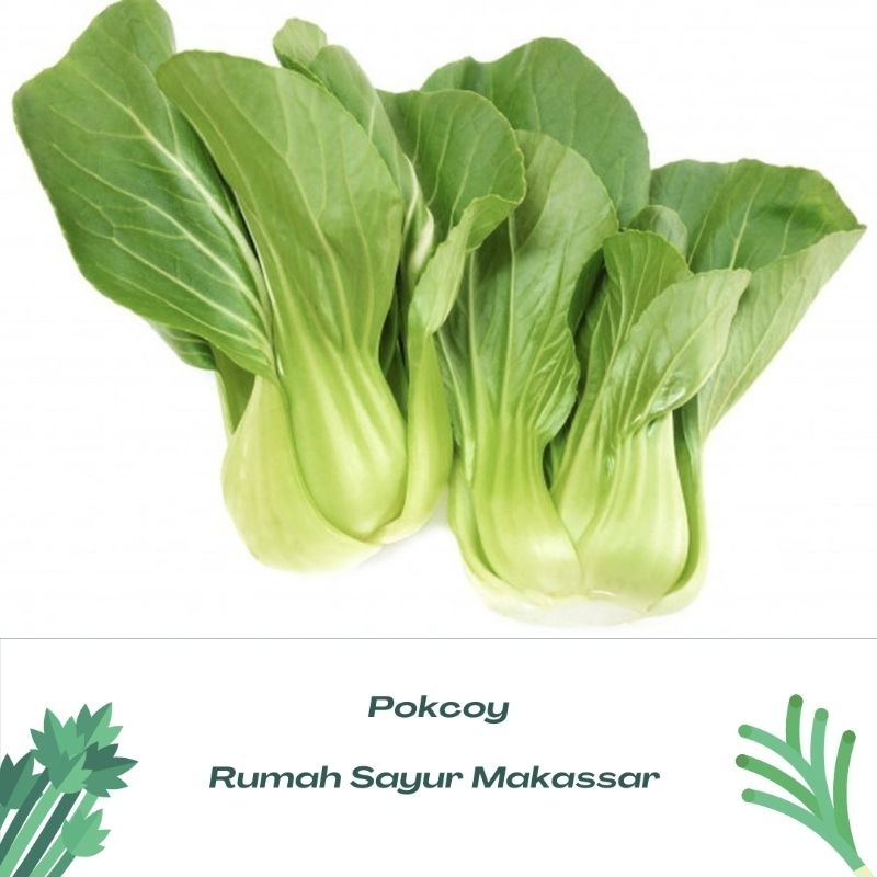

sayur pokcoy
