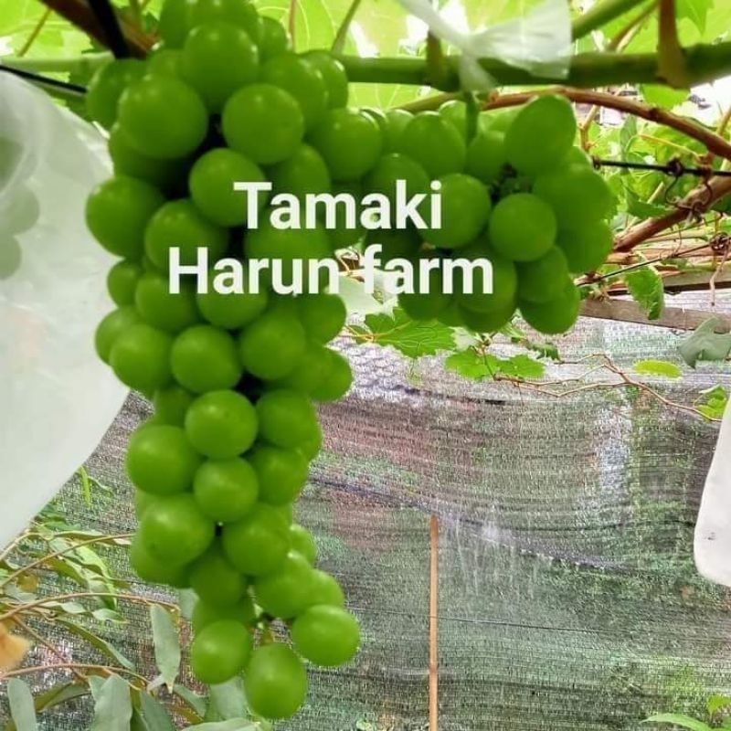 bibit anggur import tamaki