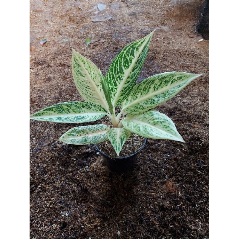 Aglonema Legacy Putih