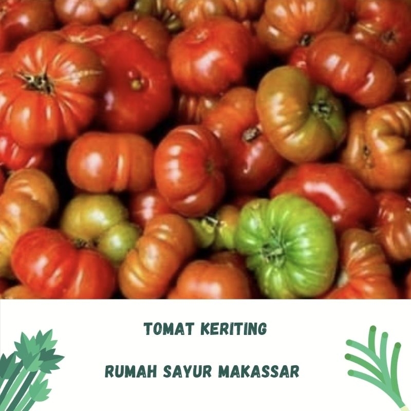 

tomat keriting