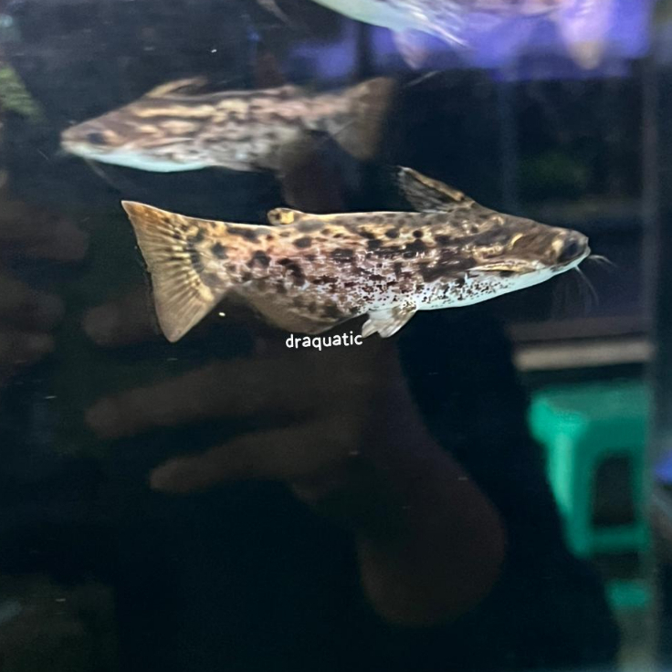 Ikan colombian catfish | ikan hias aquarium air tawar