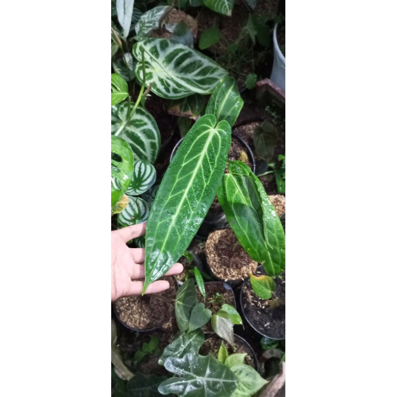 anturium waroqeuanum /lidah gajah size remaja