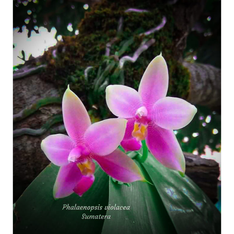 [ SPIKE | BERBUNGA ] Phalaenopsis violacea – Anggrek Violet Wangi, Rebutan Kolektor Dunia