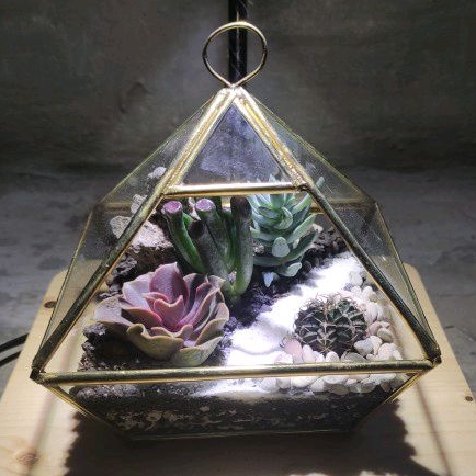 Piramidies Tipe II - Terrarium Kaktus - Terarium - (DIY) KIT Terrarium