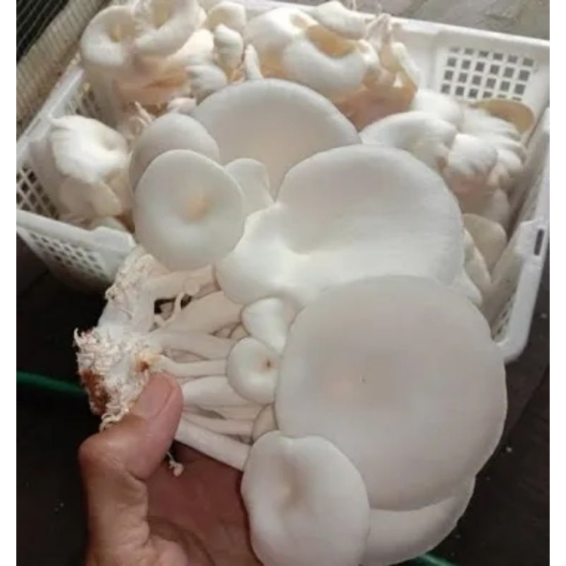 

jamur all varian jamur tiram/jamur kuping kering/jamur putih kering