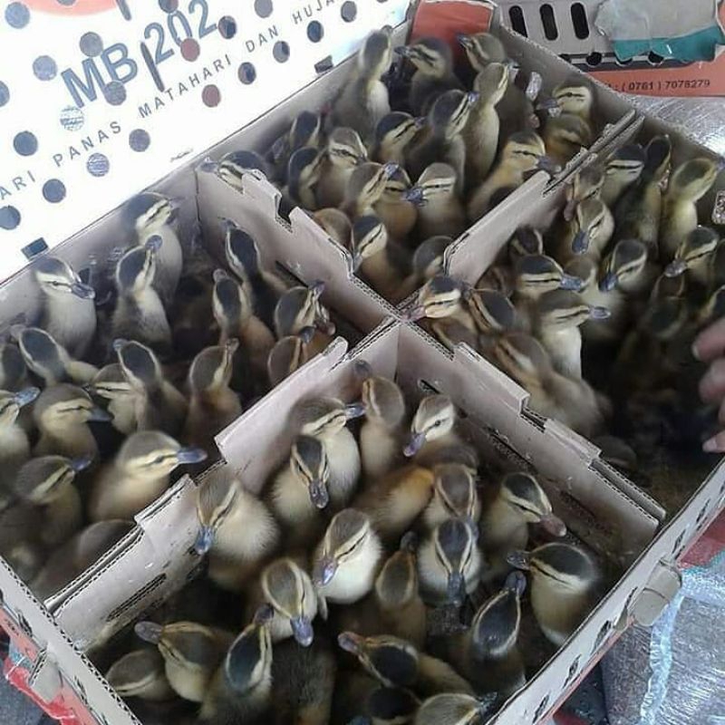 DOD Bebek Alabio - Anak Bebek Alabio