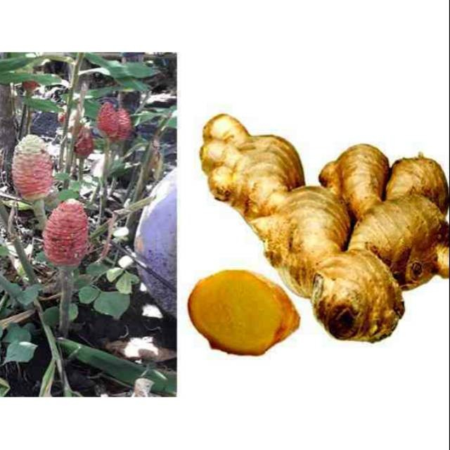 

Lampuyang Segar Basah 1kg - Lempuyang Fresh Herbal alami