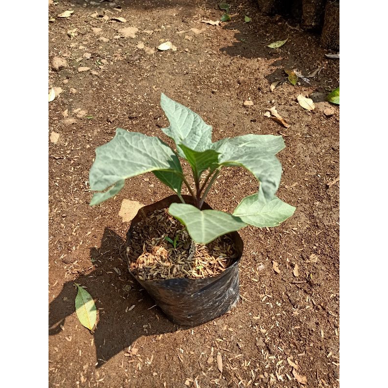 Bibit tanaman hias kecubung ungu