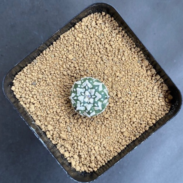 kaktus astrophytum v type (premium)