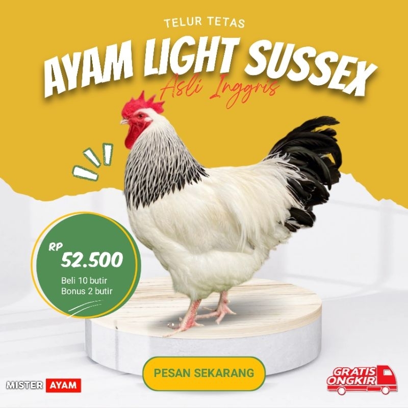 

TELUR TETAS AYAM SUSSEX