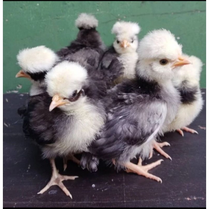 Anak Ayam Poland - Bibit Ayam Poland
