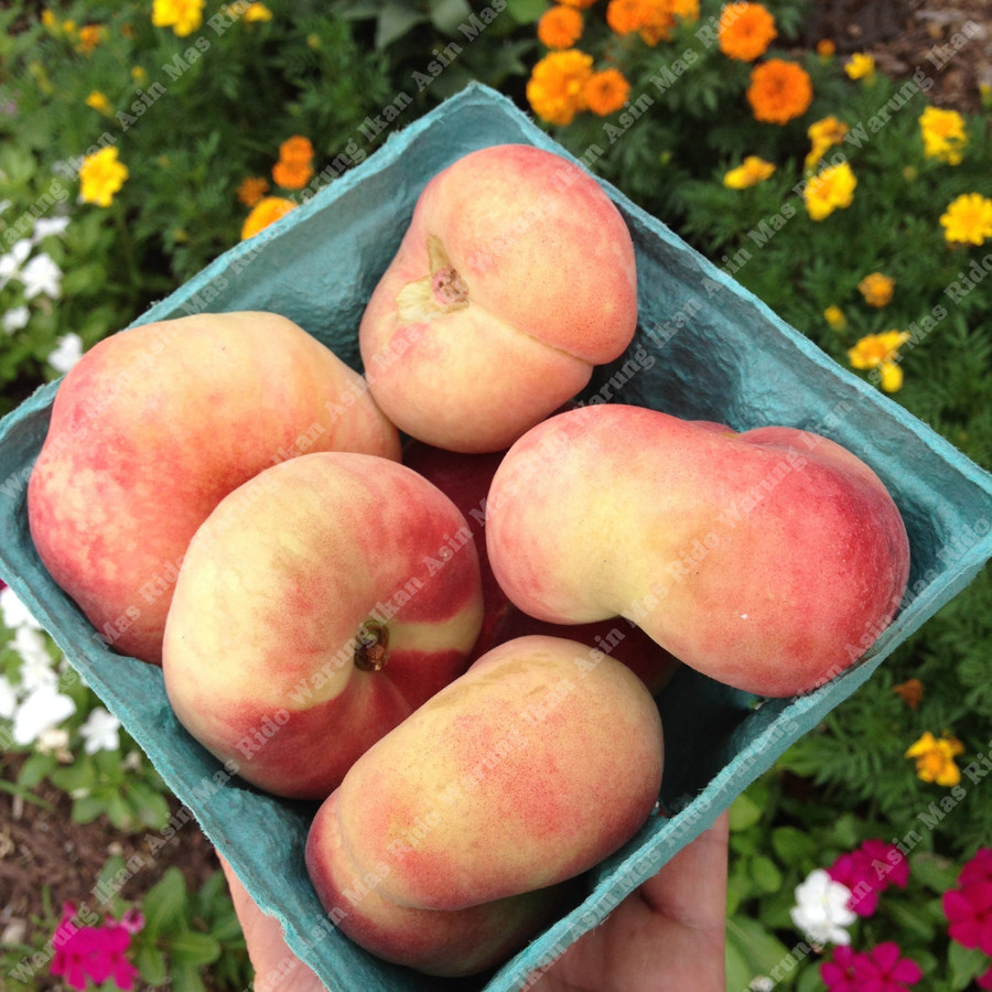 

Buah Peach Donut USA Fresh Manis Isi 4pcs Doughnut Peaches 454 Gram