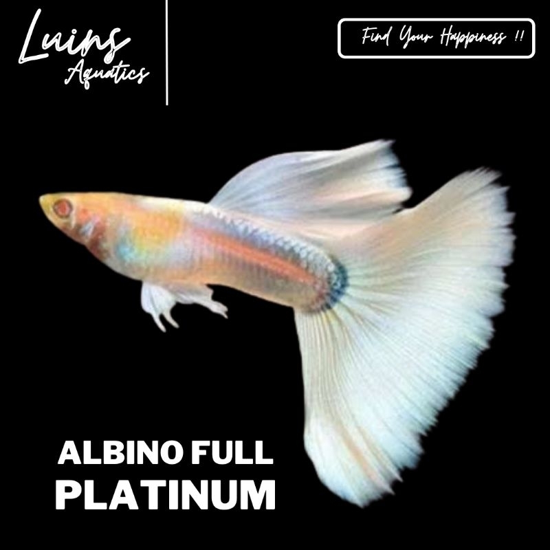 Hiasan Aquarium Ikan Guppy Albino Full Platinum AFP Jantan Betina Sepasang Male Female Juve Indukan