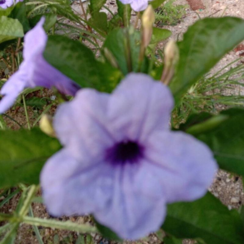 

Bunga kencana Wungu herbal 50 gr